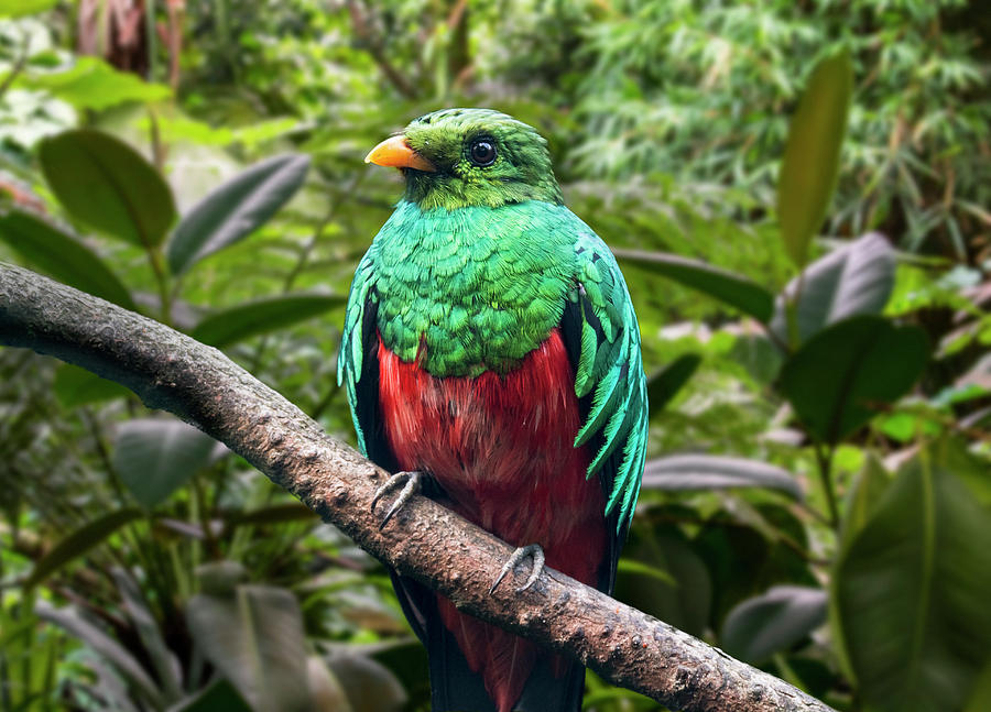 Golden-headed Quetzal Photograph by Arterra Picture Library