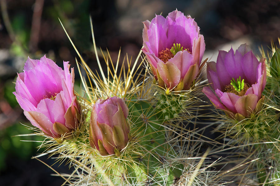 Golden Hedgehog Cactus Echinocereus Photograph by Ed Reschke