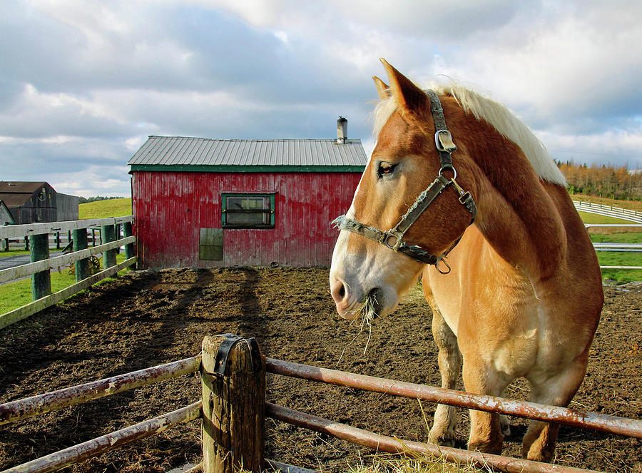 Golden Horse And Red Barn Photograph by Nancy Rose