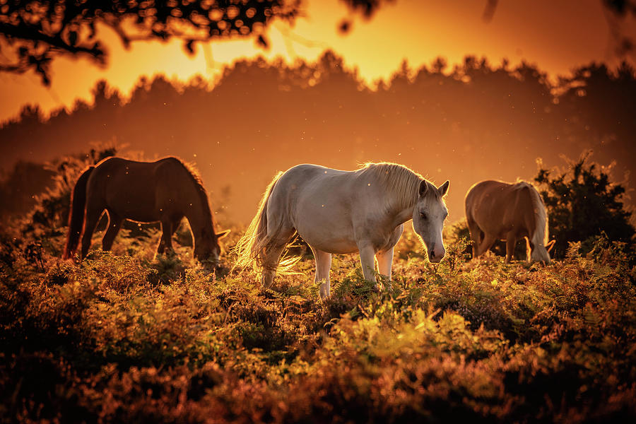 Golden Horses Photograph by Framing Places
