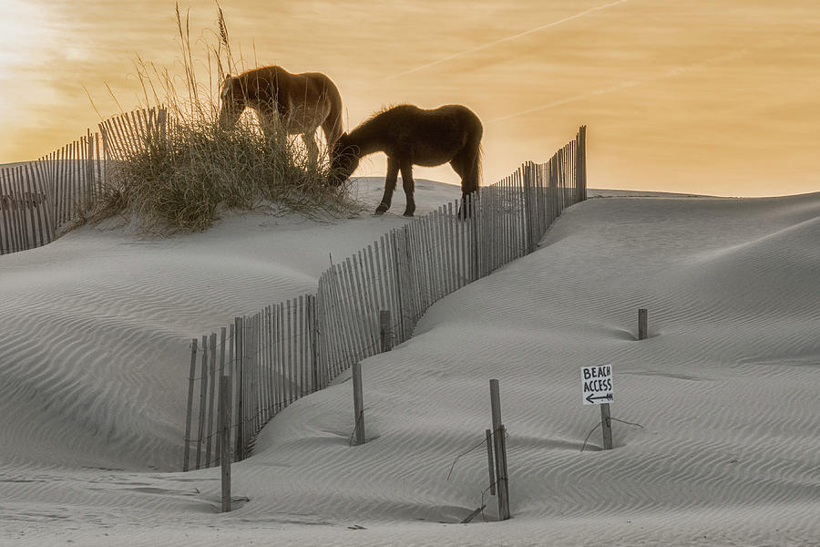 Golden Horses Photograph by Russell Pugh
