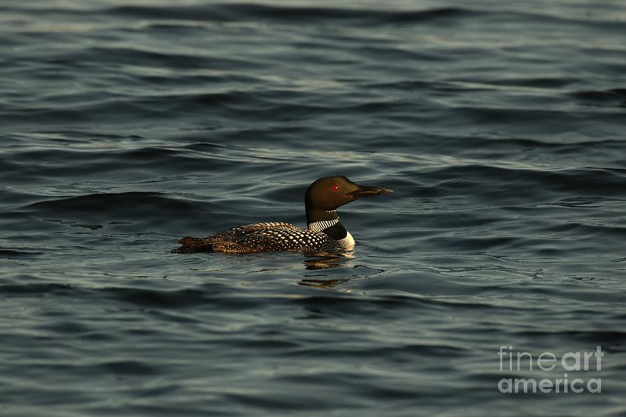 Golden hour common loon Photograph by Heather King