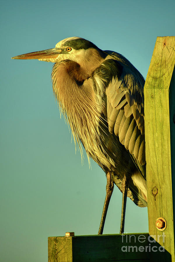 Golden Hour Heron Photograph by Kathy Baccari