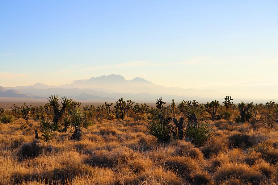 Golden Hour In Mojave Photograph by Maria Jansson