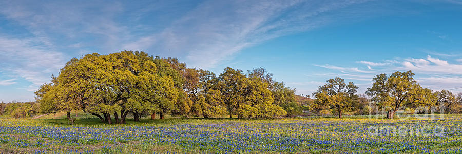 Spring Photograph - Golden Hour Light Bathing Oaks and Bluebonnets Fields - Willow City Loop Texas Hill Country by Silvio Ligutti
