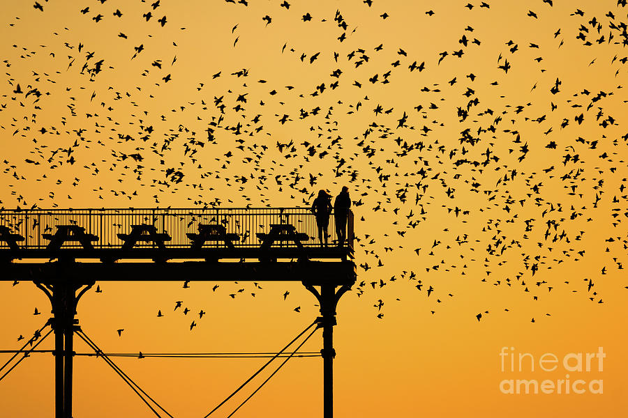 Pier Photograph - Golden Hour Starlings Over Aberyswyth Pier by Keith Morris Pier Photograph - Golden Hour Starlings Over Aberyswyth Pier by Keith Morris