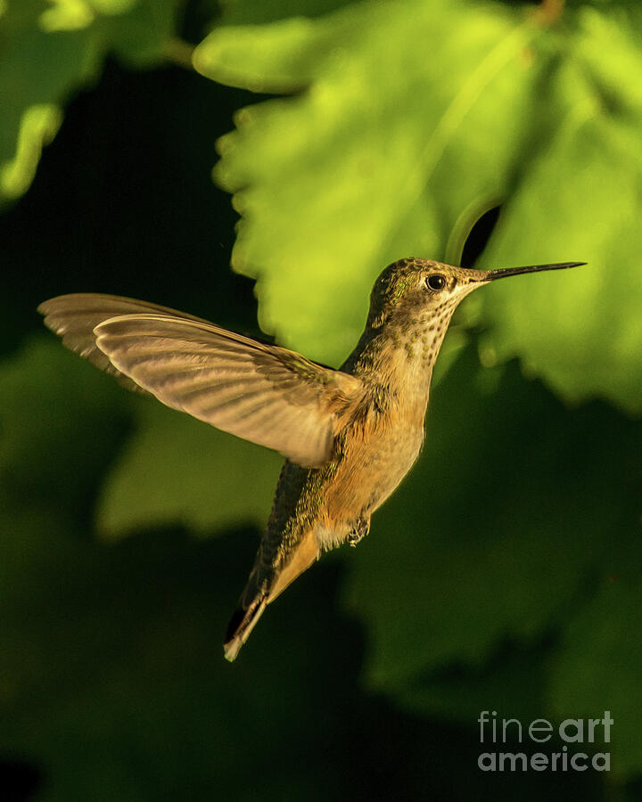 Golden Hummingbird Photograph by Stephen Whalen
