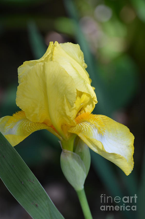 Golden Iris 19-01 Photograph by Maria Urso