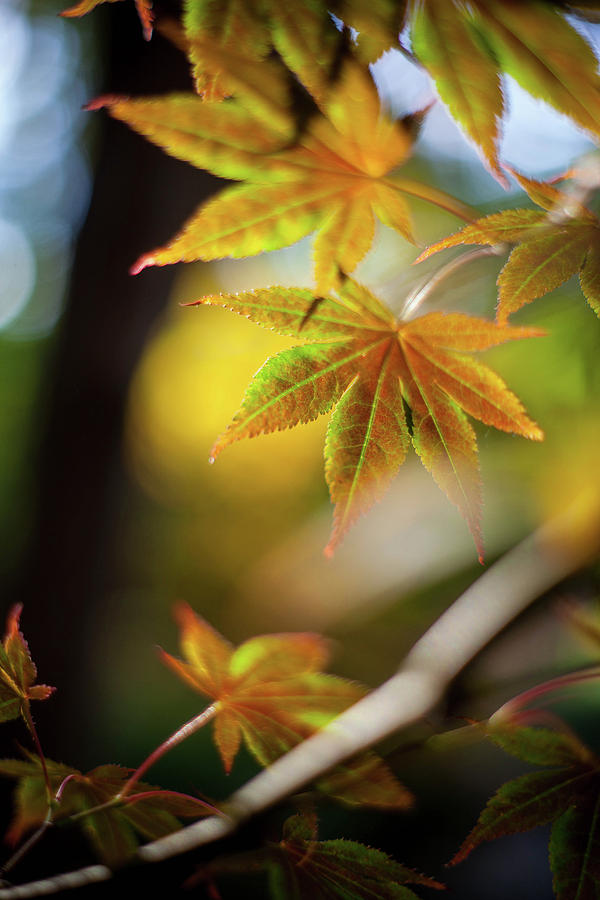 Golden Japanese Maple Leaf Photograph by Kevin Daugherty - Fine Art America