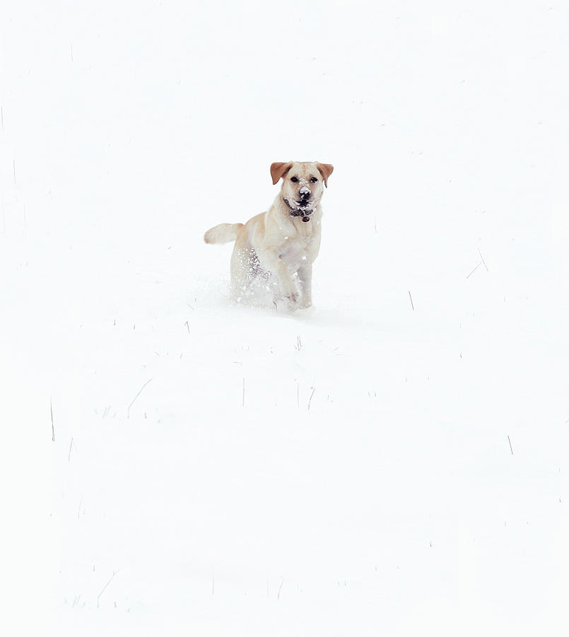Winter Photograph - Golden Labrador In The Snow by Trudie Davidson