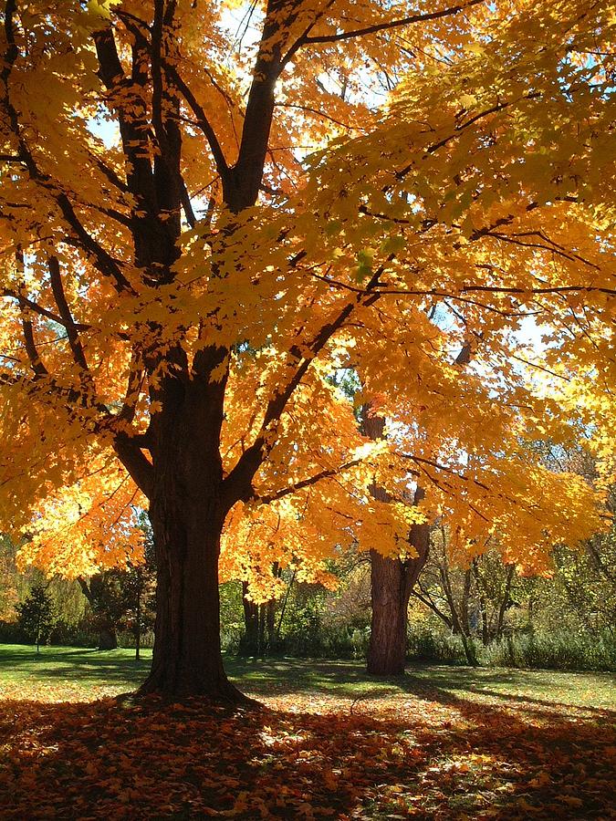 Golden Lady Vertical Photograph by Tillsonburg - Fine Art America