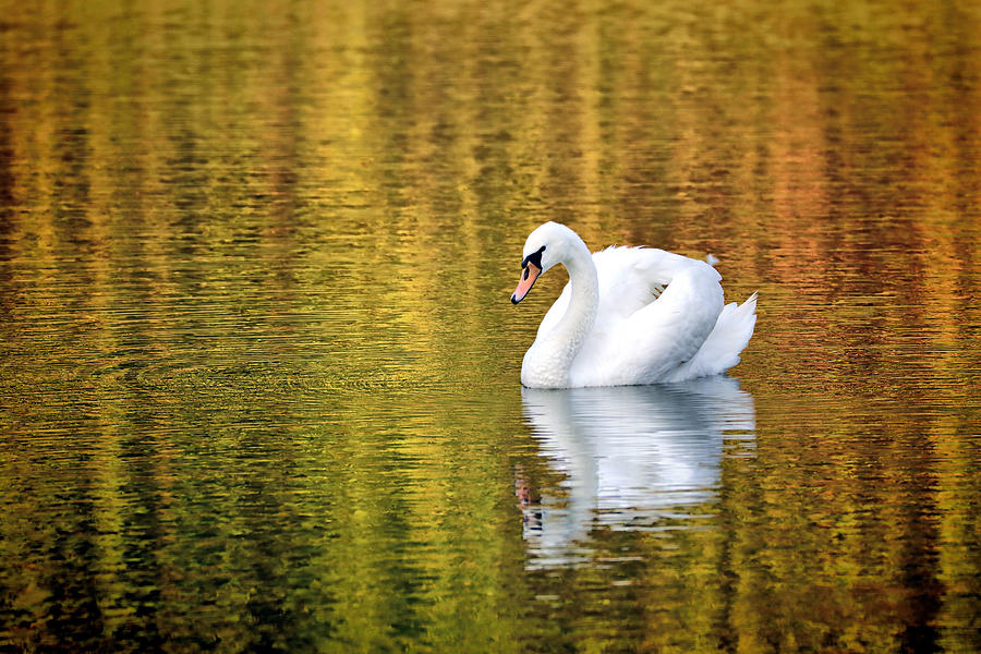 Golden Lake Photograph by Bojan Bencic