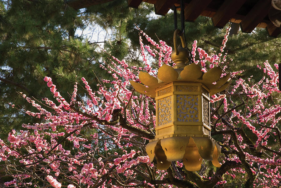 Golden Lantern With Cherry Blossoms In Photograph by Philippe Widling / Design Pics