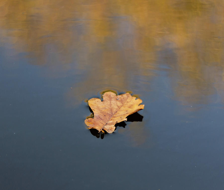 Golden leaf on water Photograph by Scott Lyons