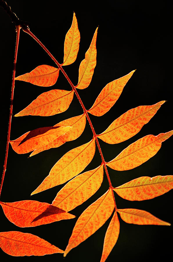 Golden Leaves II  Photograph by Saija Lehtonen