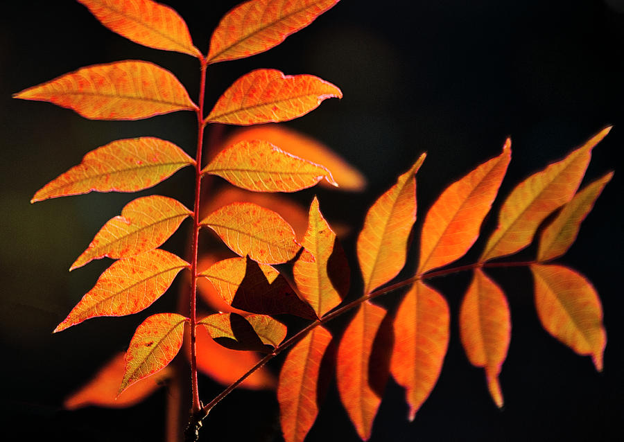 Golden Leaves  Photograph by Saija Lehtonen