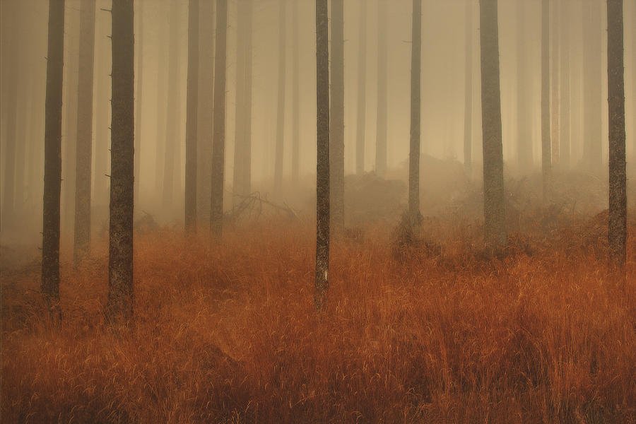 Fall Photograph - Golden Legs by Jure Kravanja