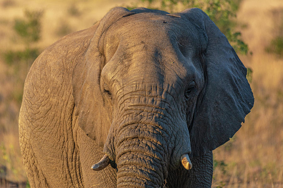 Golden Light Elephant Photograph by Douglas Wielfaert