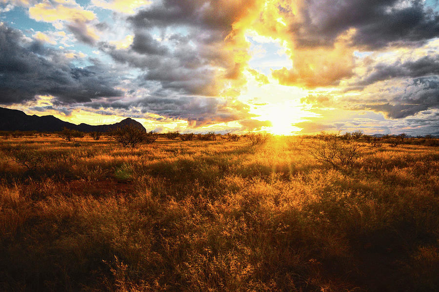 Tucson Photograph - Golden light of southern Arizona by Chance Kafka