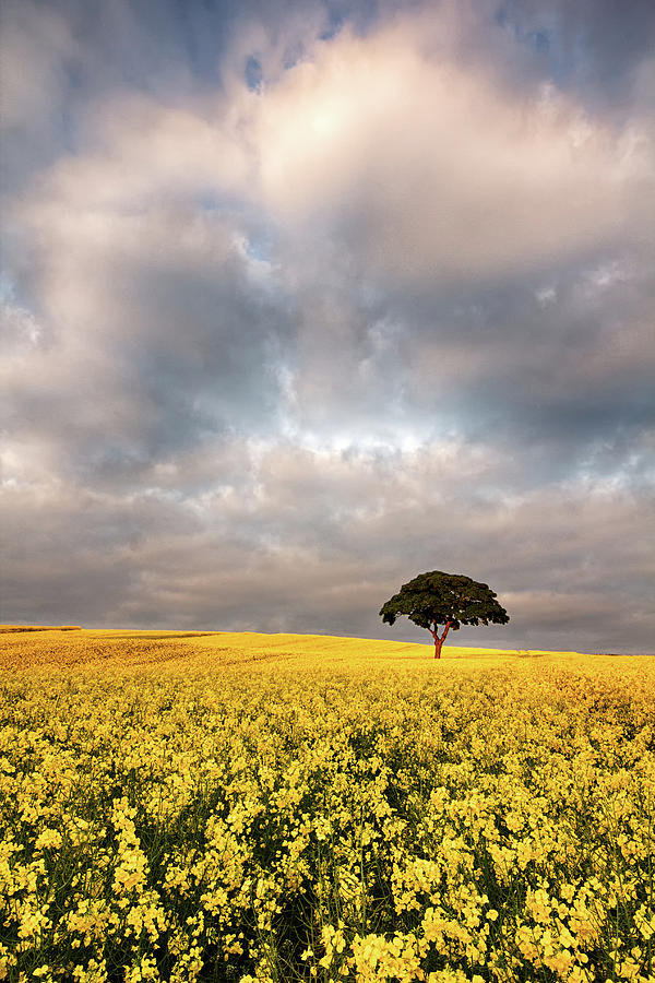 Golden Light, Rape Seed Field Photograph by Alex Baxter