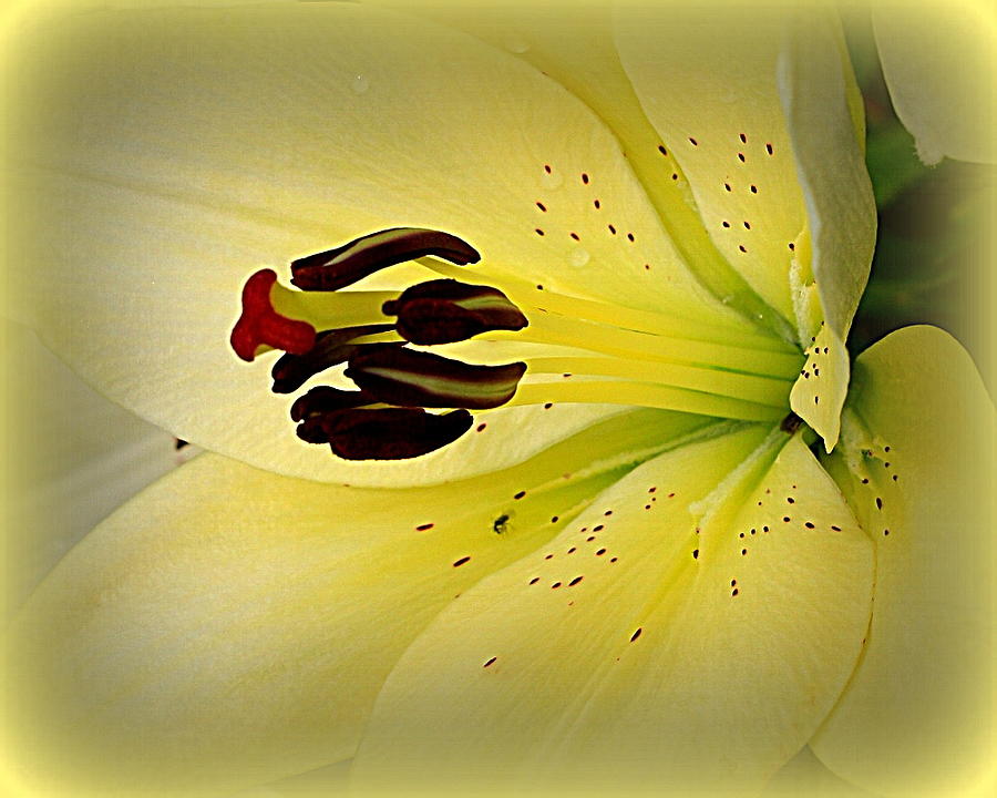 Golden Lily - A Close Up Photograph by Dora Sofia Caputo
