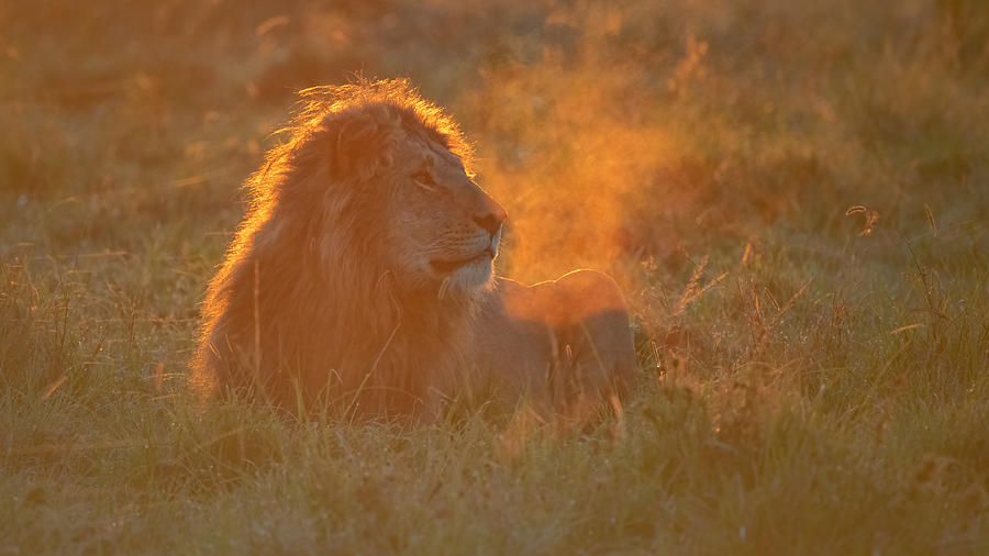 Nature Photograph - Golden Lion In A Cold Morning by Sheila Xu