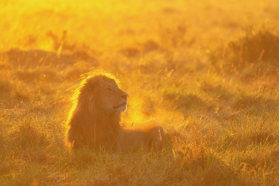 Golden Lion King Photograph by Min Li ??? - Fine Art America