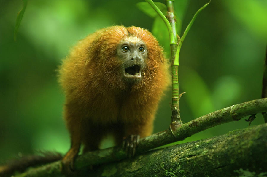 Golden Lion Tamarin In The Wild Photograph by Nhpa