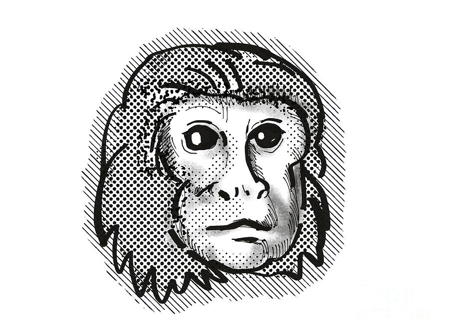 Golden Lion Tamarin Monkey Cartoon Retro Drawing Digital Art