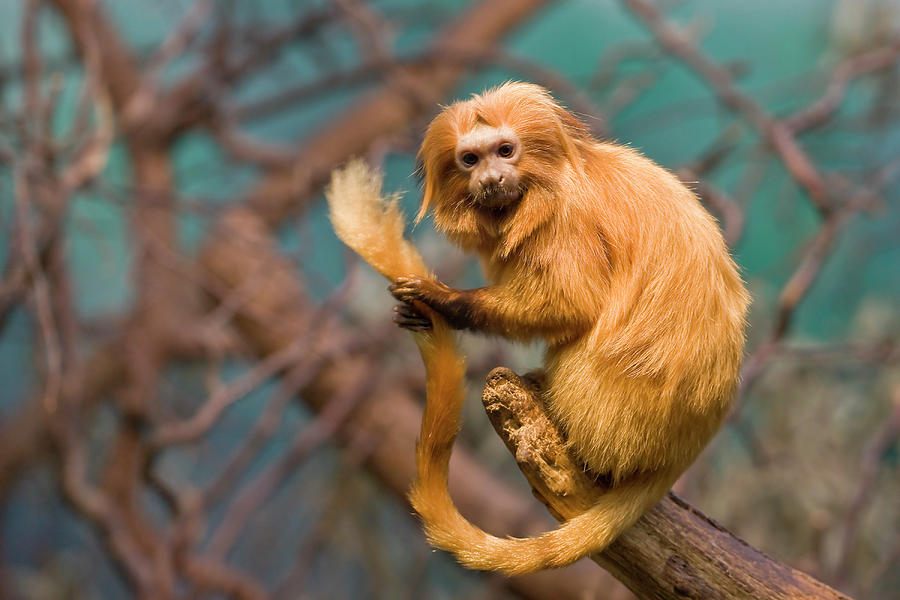 golden lion tamarin stuffed animal