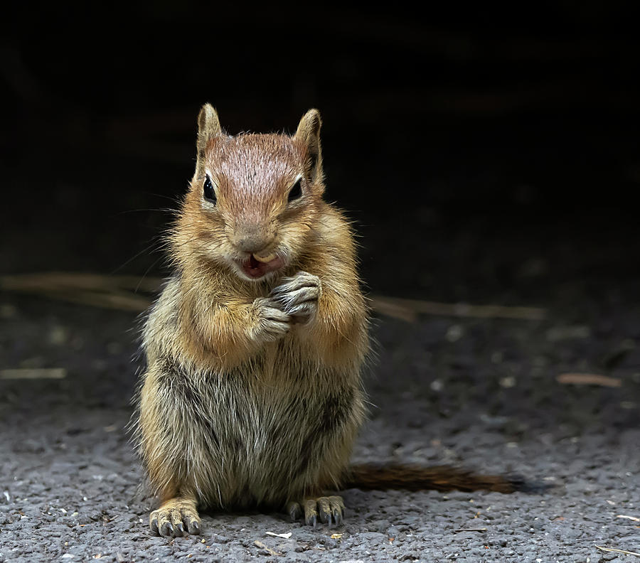 Golden Mantled Ground Squirrel Photograph by Rick Mosher