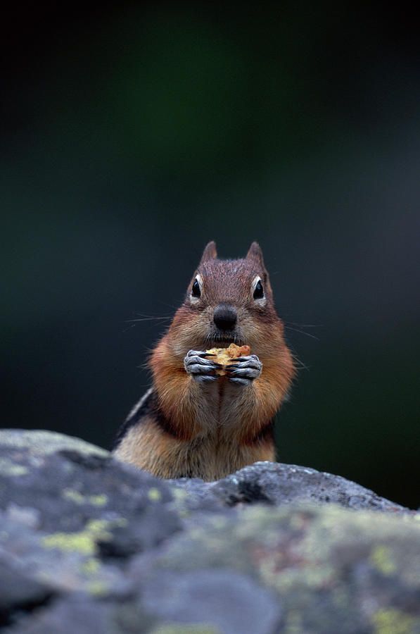 Golden Mantled Squirrel Eating Photograph by Art Wolfe