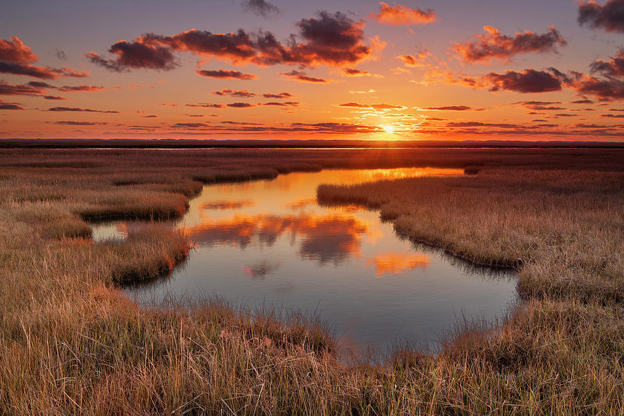 Cape Cod Photograph - Golden Marsh by Michael Blanchette Photography