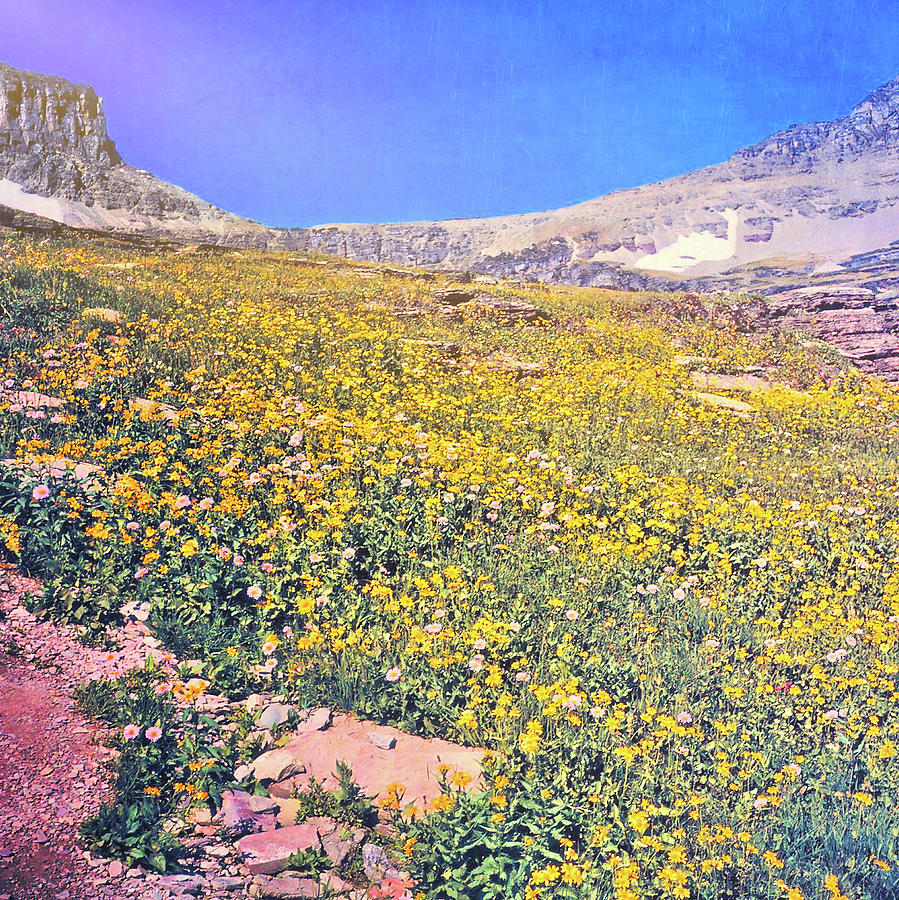 Golden Meadow Circa 1970 Photograph