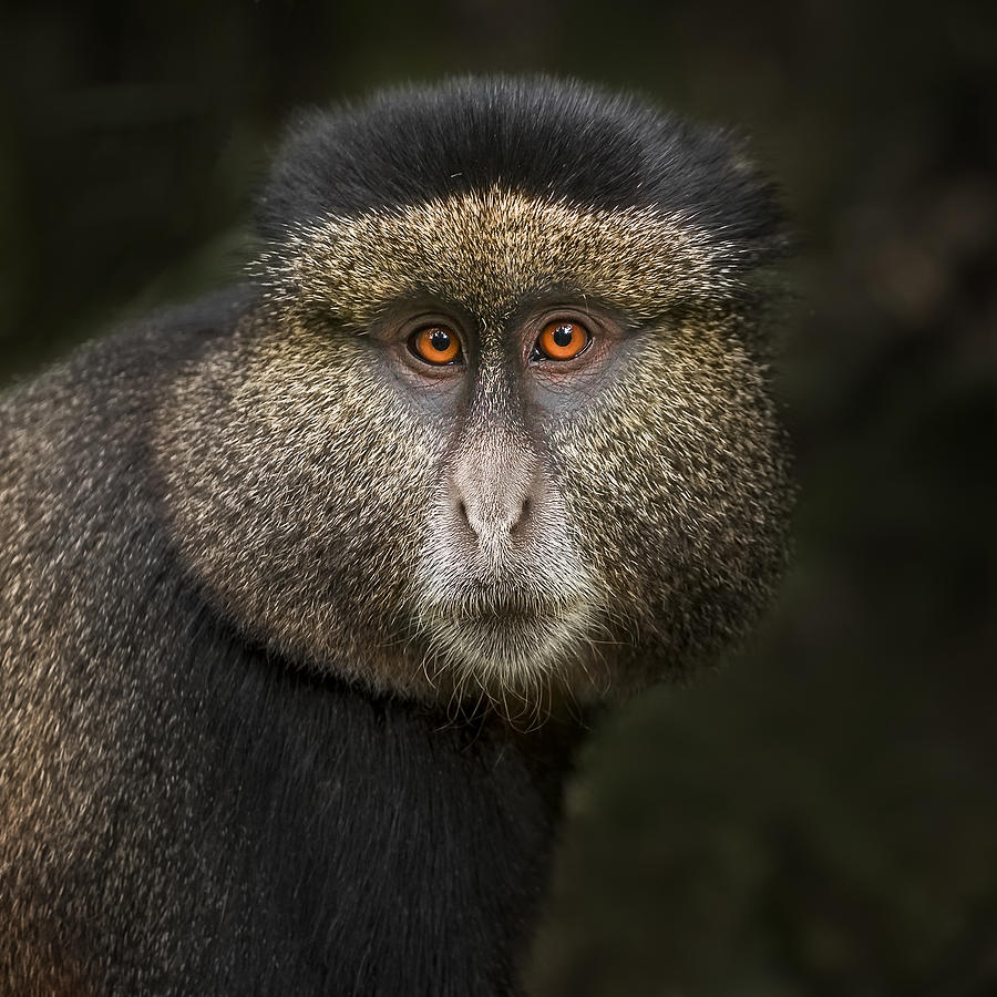 Golden Monkey In The Volcanoes National Park, Rwanda. Photograph by Neville Jones