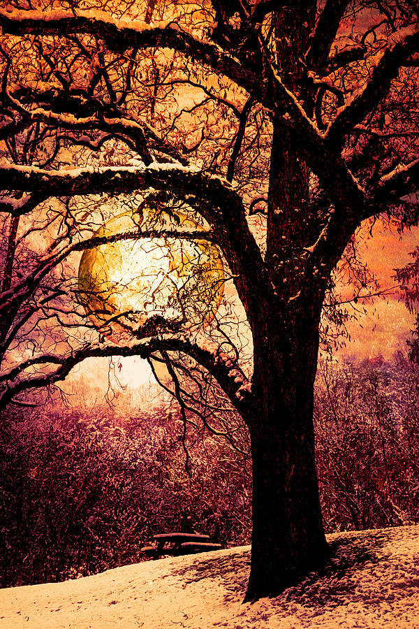 Golden Moon in the Trees Photograph by Debra and Dave Vanderlaan