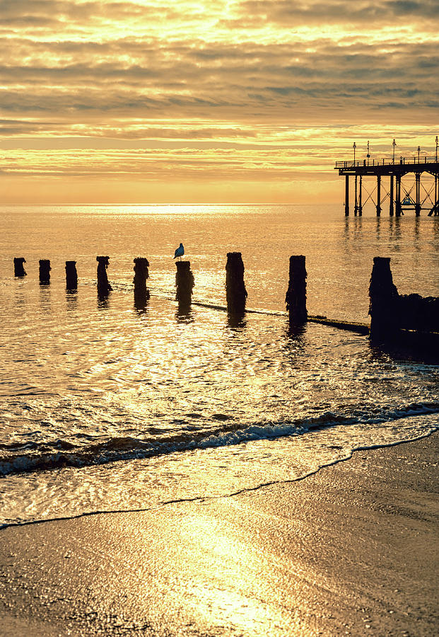 Golden Photograph - Golden Morning by A J Paul Golden Photograph - Golden Morning by A J Paul