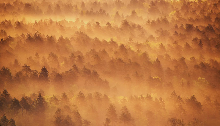 Golden Morning Photograph by Ales Krivec