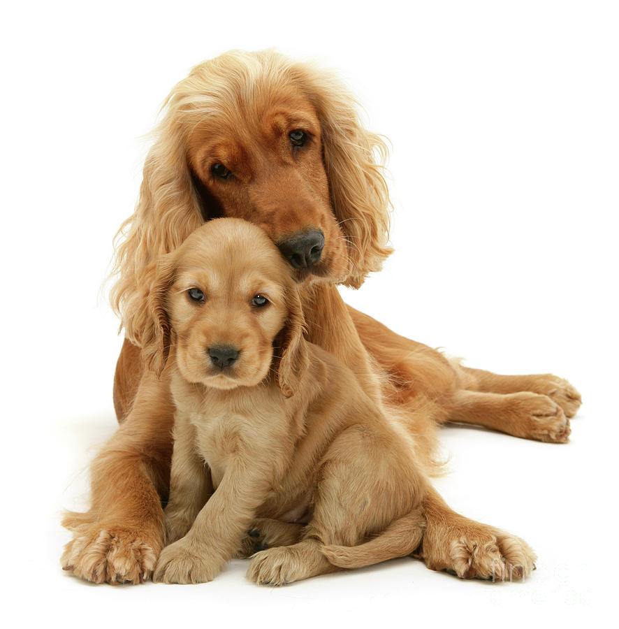 Golden Mother and Pup Photograph by Warren Photographic