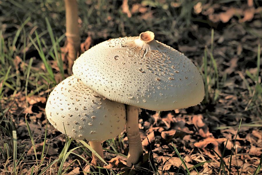 Golden Mushroom Duo Photograph by Sheila Brown