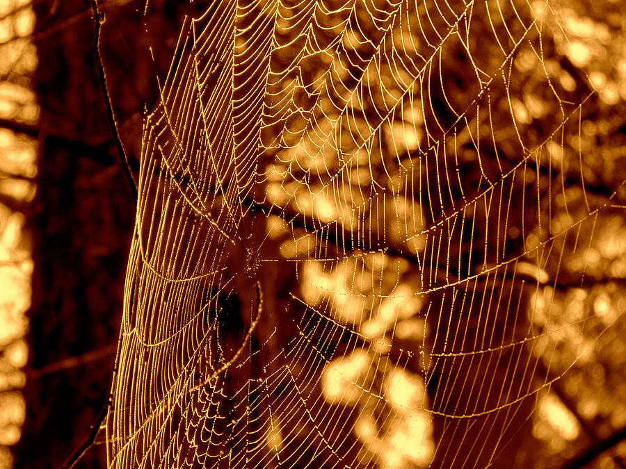 Golden Nature Spiderweb Photograph by Dianne Cowen Cape Cod Photography