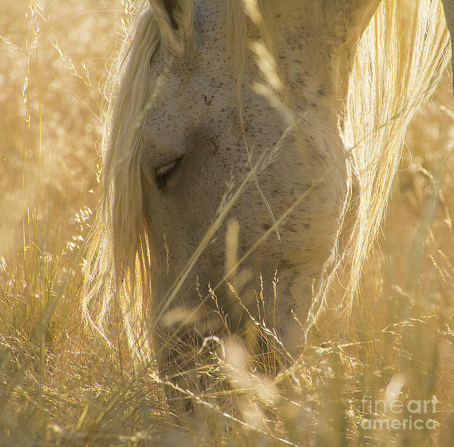 Nikon Photograph - Golden by Nicole Markmann Nelson Nikon Photograph - Golden by Nicole Markmann Nelson