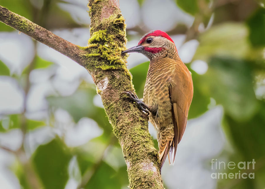 Goldenolive Woodpecker Photograph by Carl Jackson Fine Art America