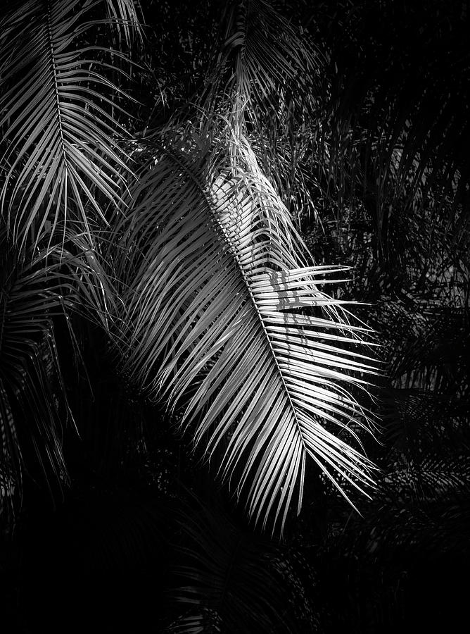 Golden Palm Leaf, California, Usa Photograph by Panoramic Images