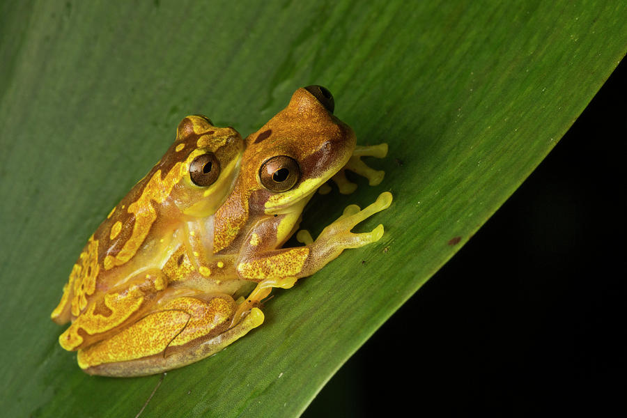 Golden Palm Tree Frog Amplexus Photograph by Sebastian Kennerknecht