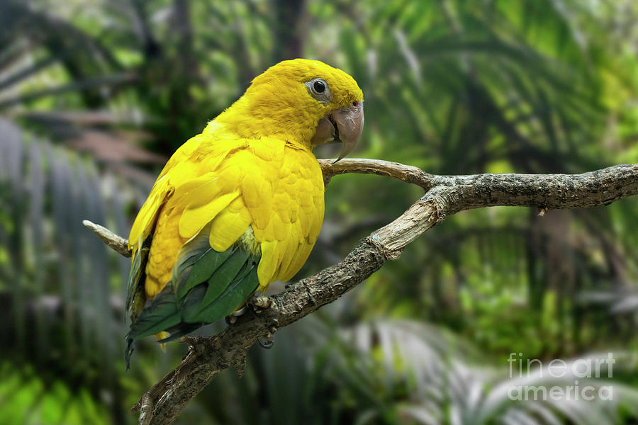 Golden Parakeet Photograph by Arterra Picture Library