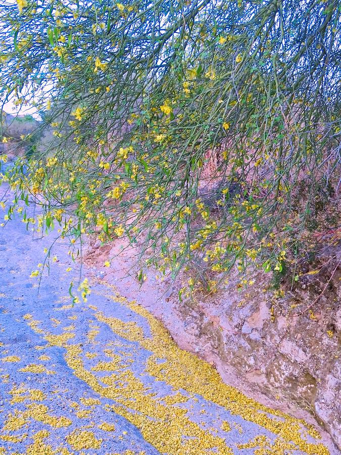 Golden Petals in a Desert Wash Photograph by Judy Kennedy