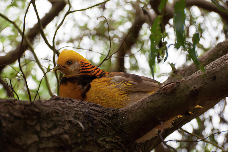 golden pheasant 002 by Chris Flees golden pheasant 002 by Chris Flees