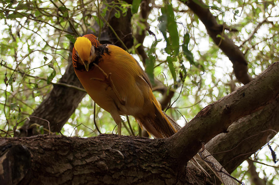 golden pheasant 004 by Chris Flees golden pheasant 004 by Chris Flees