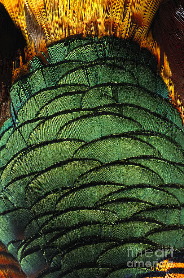Golden Pheasant Feather Detail Photograph by Siede Preis